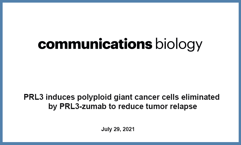 PRL3 induces polyploid giant cancer cells eliminated by PRL3-zumab to reduce tumor relapse